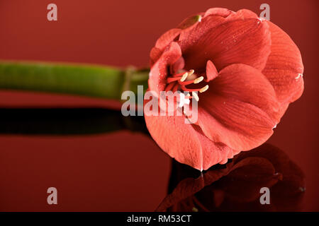 Amaryllis, Blume in lebende Koralle Farbe auf rotem Hintergrund Stockfoto