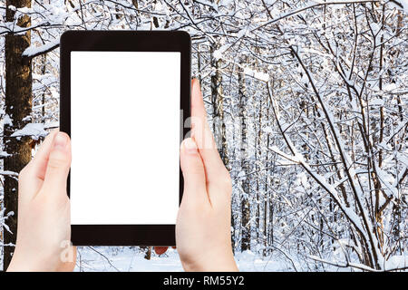 Travel Concept - touristische Fotografien von schneebedeckten Birke und kiefer Bäume im Stadtpark, im Winter in der Stadt Moskau auf dem Smartphone mit leeren Ausschnitt Bildschirm Stockfoto