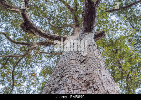 Antike und riesigen Baum im Park Bali, Indonesien Stockfoto