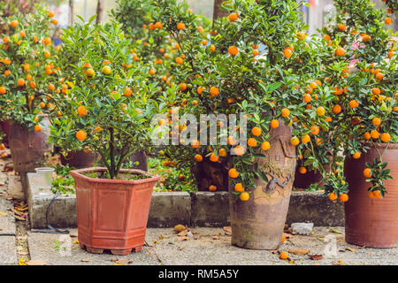 In der Nähe der lebhaften Orange Zitrusfrüchte auf eine Goldorange Baum zu Ehren des vietnamesischen neues Jahr. Neujahrsfest Blumenmarkt. Das chinesische Neujahr. Tet Stockfoto