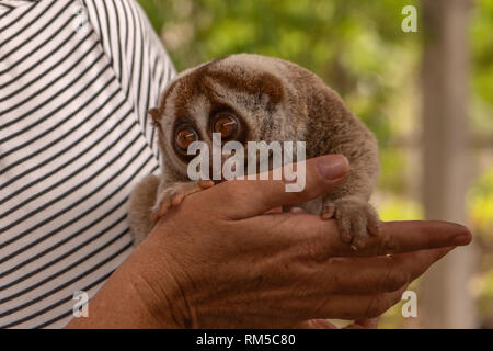 Slow loris in der Hand der Frau Stockfoto