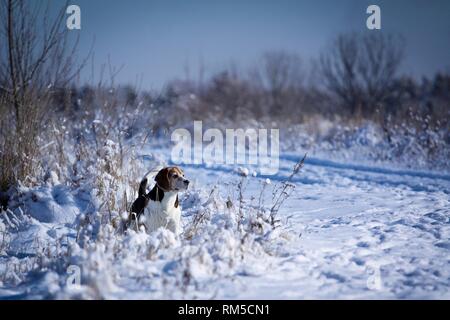 Beagle im Schnee Stockfoto