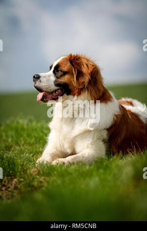 St. Bernard auf der Wiese Stockfoto