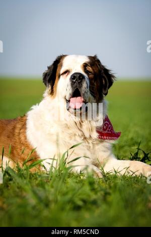 St. Bernard auf der Wiese Stockfoto