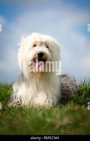 Bobtail liegt auf der Wiese Stockfoto