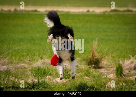 Border Collie Fänge Frisbee Stockfoto