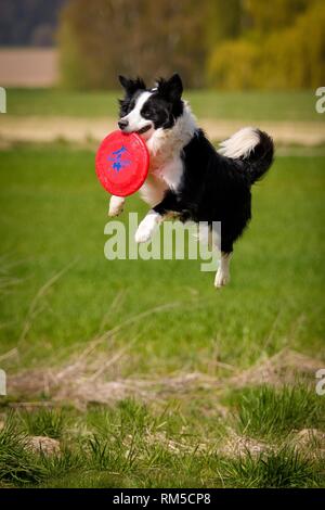 Border Collie Fänge Frisbee Stockfoto