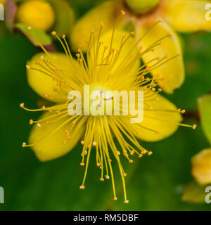 Eine Makroaufnahme der gelben Blüten eines tutsan Bush. Stockfoto