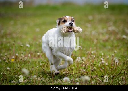 laufenden Parson Russell Terrier Stockfoto