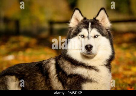 Siberian Husky Porträt Stockfoto