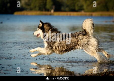 Siberian Husky läuft Stockfoto