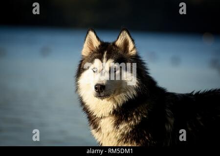 Siberian Husky Porträt Stockfoto