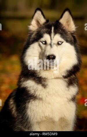 Siberian Husky Porträt Stockfoto