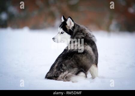 Siberian Husky sitzen Stockfoto