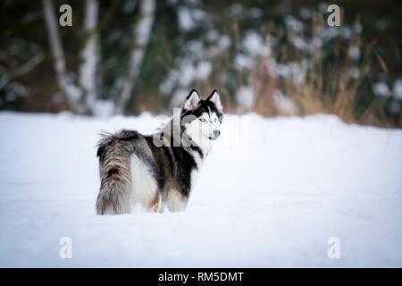 stehende Siberian Husky Stockfoto