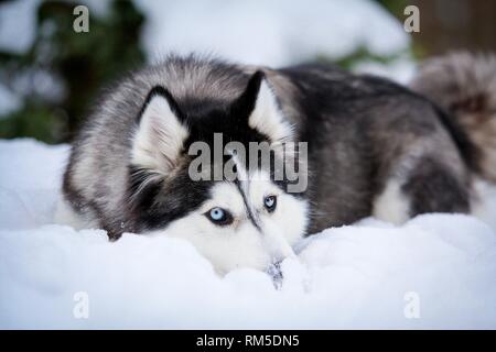 Siberian Husky liegend Stockfoto