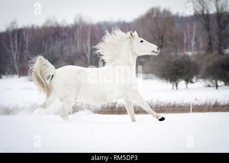 Arabische Pferd im Schnee Stockfoto