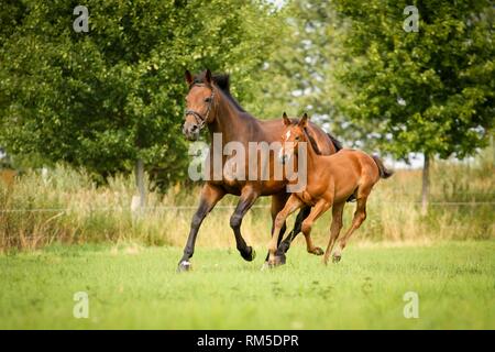 Stute mit Fohlen Stockfoto