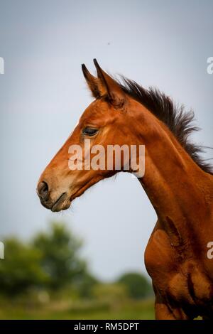 Deutsche reiten pferde Fohlen Stockfoto