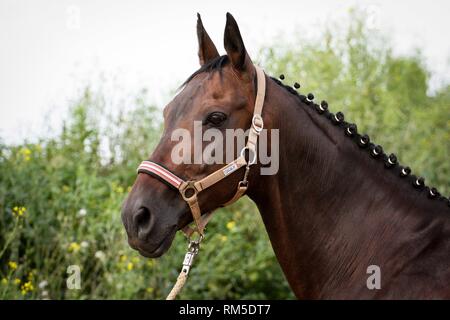 Hannoveraner Pferde Portrait Stockfoto