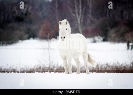 Islandpferd im Schnee Stockfoto