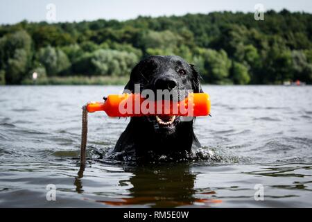 Flat Coated Retriever ruft Plastik dummy Stockfoto