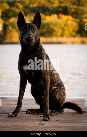 Sitzung Hollandse Herdershond Stockfoto