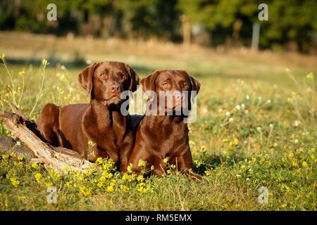 Labrador Retriever liegend Stockfoto