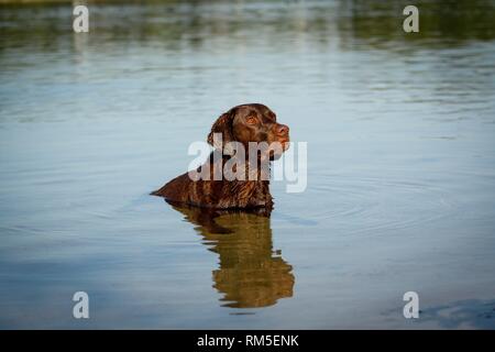 Labrador Retriever Stockfoto