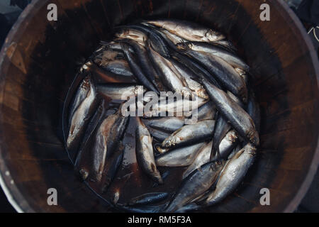 Hering in einem holzschaft - Meer Fisch. Stockfoto