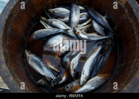 Hering in einem holzschaft - Meer Fisch. Stockfoto