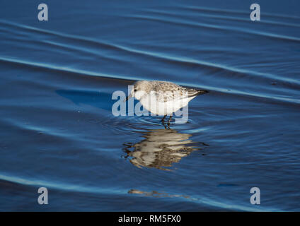 Sanderling, Calidris alba, Erwachsener, im flachen Wasser, Morecambe Bay, Großbritannien Stockfoto