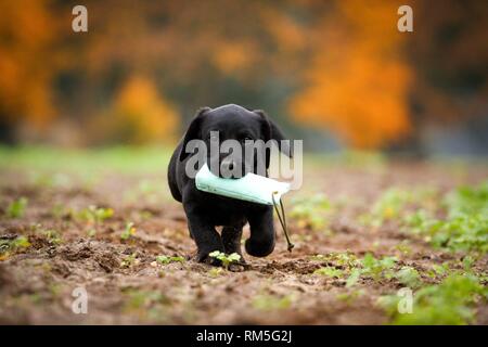 Labrador Retriever Welpen Stockfoto