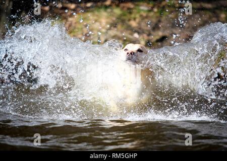 Blonde Labrador Retriever Stockfoto