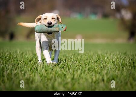 Labrador Retriever mit dummy Stockfoto