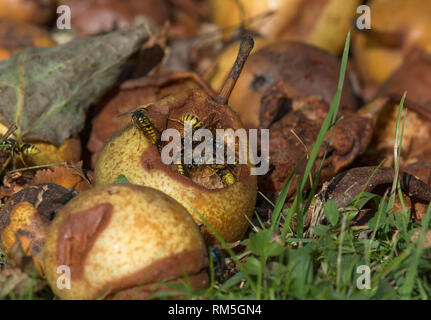 Verrotten Birne von Wespen, Lancashire, UK gefressen werden Stockfoto