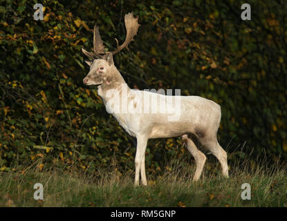 Weiß Damwild Hirsch, Dama Dama, Fountains Abbey, Großbritannien Stockfoto