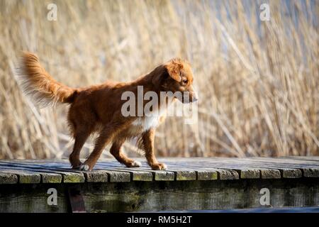 Nova Scotia Duck Tolling Retriever stehend Stockfoto