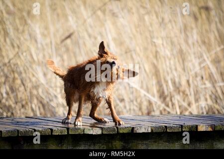 Nova Scotia Duck Tolling Retriever Stockfoto