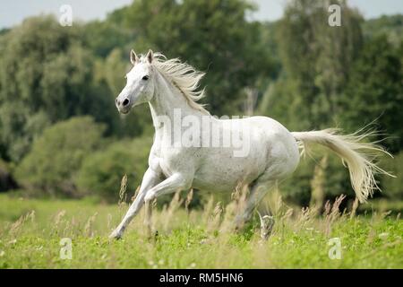 Arabische Pferd im Galopp Stockfoto