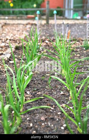 Zwiebeln im Garten wächst Stockfoto