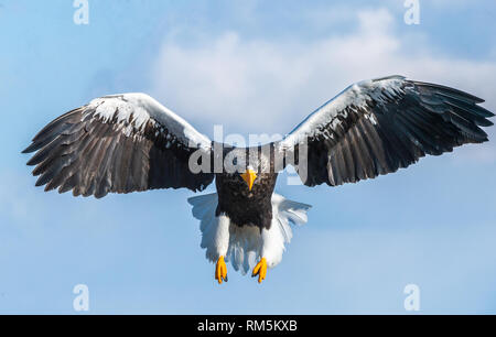 Die Erwachsenen Steller Seeadler im Flug. Vorderansicht. Steller's Sea Eagle, Wissenschaftlicher Name: Haliaeetus pelagicus. Stockfoto