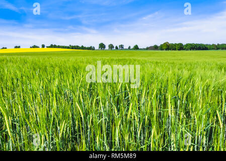 Green Farm, Landschaft mit Ernte von Weizen auf dem Feld im Frühjahr sonnig Wetter Stockfoto