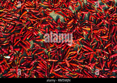 Rote Chilis trocknen, Araku, Andhra Pradesh, Indien, Asien Stockfoto