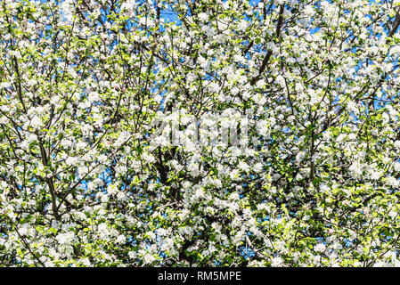 Apple Blossom, Frühlingsblumen, Hintergrund mit blühenden Zweige eines Baumes Stockfoto