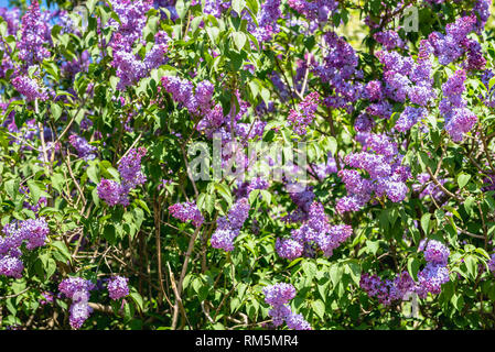 Spring Blossom Flieder, Zweige mit Blumen auf Himmel Hintergrund Stockfoto