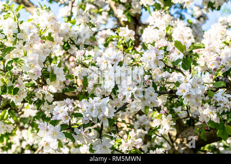 Apple Blossom, Frühlingsblumen, Hintergrund mit blühenden Zweigen der Frucht Baum Stockfoto