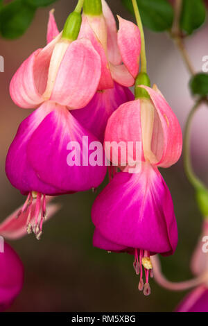 Fuchsien in voller Blüte Stockfoto