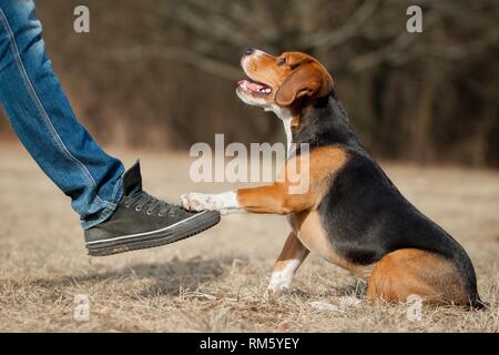 Beagle zu sitzen Stockfoto
