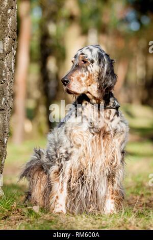 Englisch Setter sitzen Stockfoto